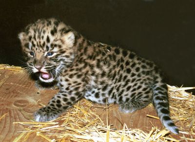 Gepard.jpg