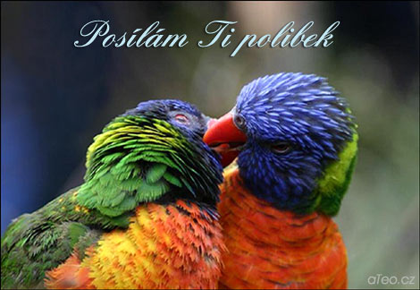 papoušci.jpg