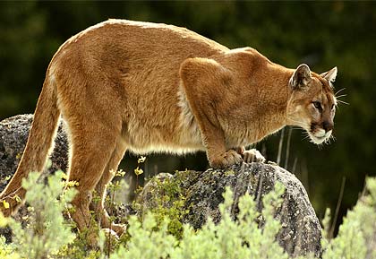 puma na kameni.jpg