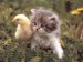 Kočka a kuře.jpg