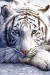 Bílí tygr.jpg