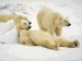 tři lední medvědi.jpg